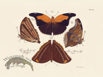 Jablonsky Butterfly 035